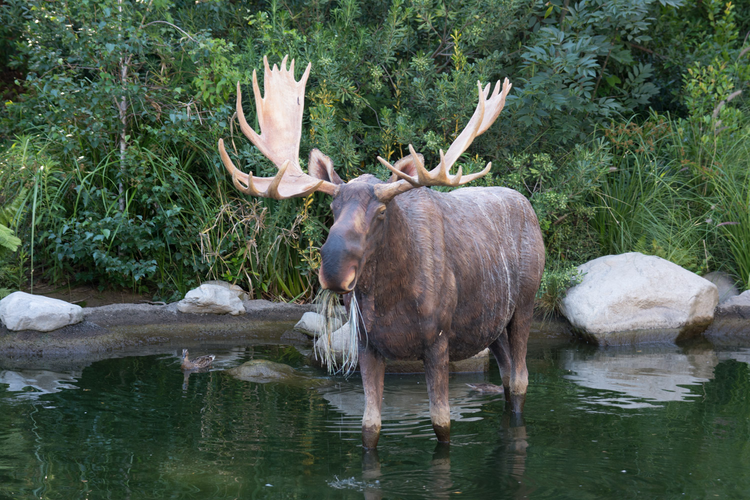 Moose